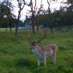 Phoenix Park