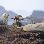 fauna